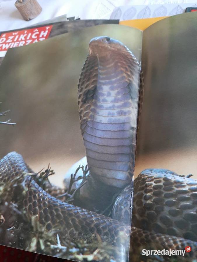 Swiat dzikich zwierząt Larousse Stronie Śląskie