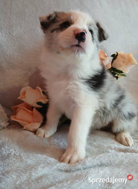 Border collie blue merle Toruń