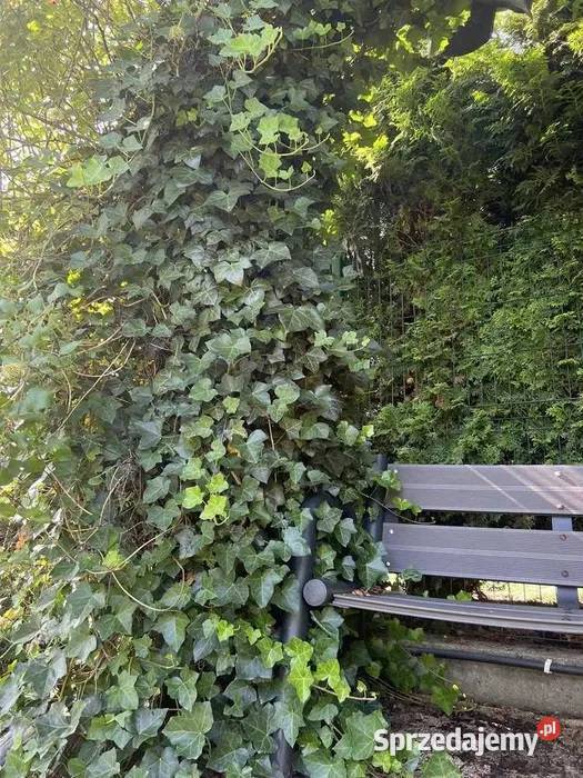 Sadzonki bluszcz zimozielony ukorzenione 2letnie małopolskie