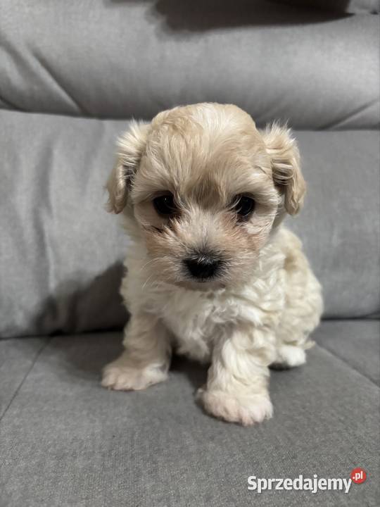 Maltipoo Suczka Pozostałe Zwierzęta Zawiercie