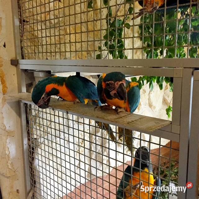 Ary szafirowe glaucogularis małopolskie Kraków sprzedam