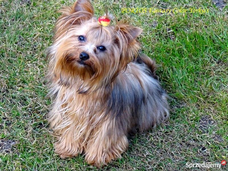 Yorkshire TerrierIdealny piękny Yorczek Krapkowice