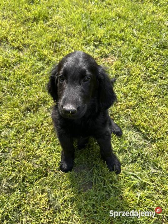 Wątrobiany piesek rasy Flat Coated Retriever FCI łódzkie Zduńska Wola