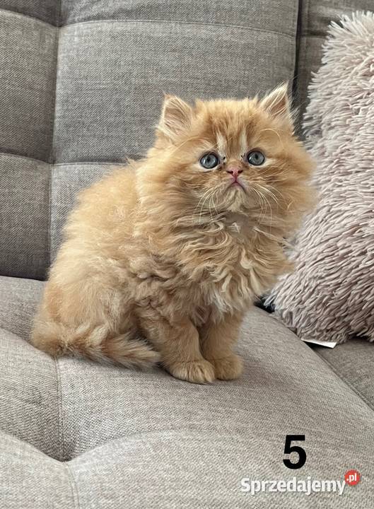 Rudobiszkoptowa kotka perska Kalwaria Zebrzydowska