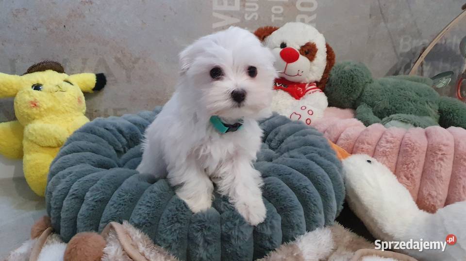 Sunia gotowa do odbioru dolnośląskie Mierczyce sprzedam