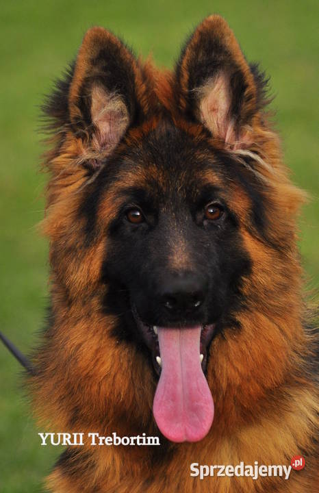 Owczarek niemiecki długowlosy FCI Jarocin