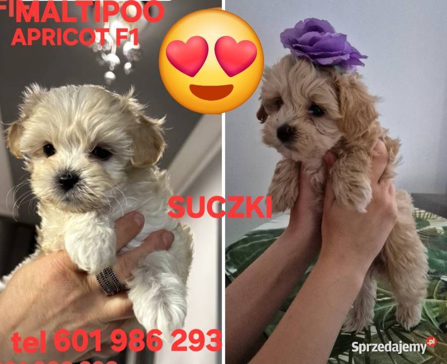Maltipoo F1 suczki I chlopiec kujawsko-pomorskie Inowrocław