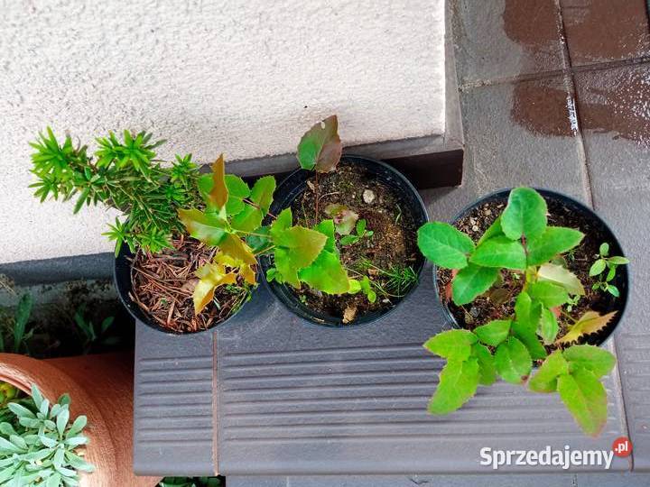 Mahonia i inne krzewy i iglaki podlaskie Białystok