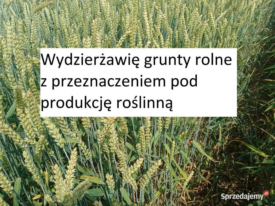 Wydzierżawię grunty rolne pod produkcję roślinną 0zł/m2 Łuków