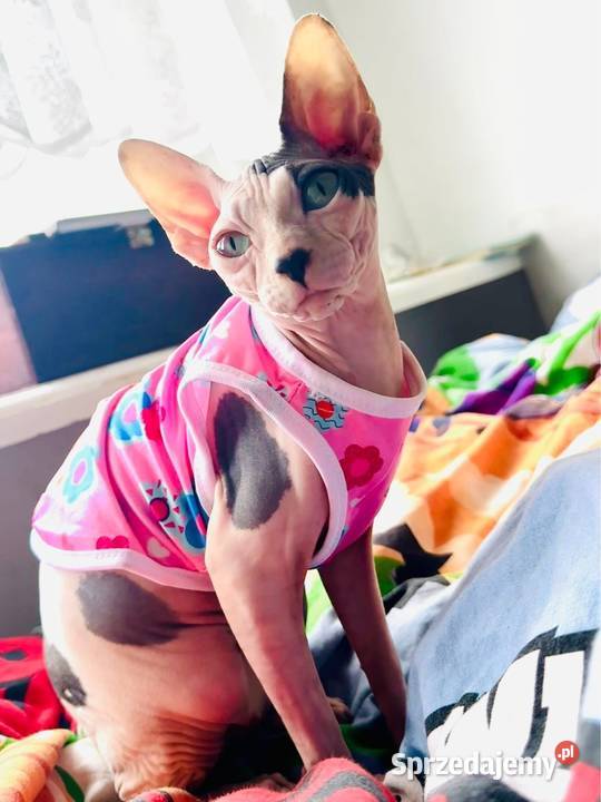 Sfinks kanadyjski Grodzisk Mazowiecki