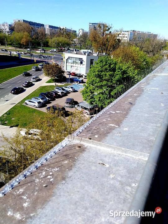 Montaż kolców przeciw ptakom Warszawa Montaż Usługi usługi dla zwierząt