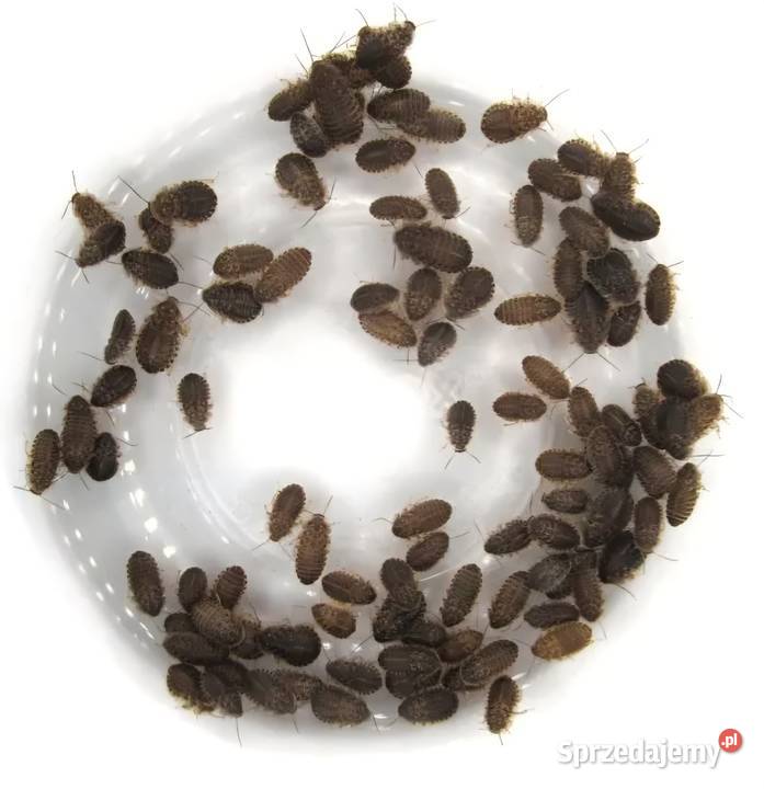 Karaczany argentyńskie Blaptica dubia