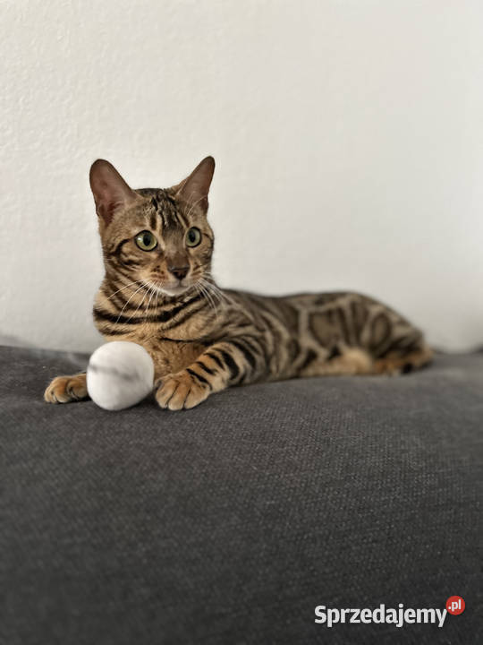 Ariel piękna 2letnia kotka bengalska z rodowodem