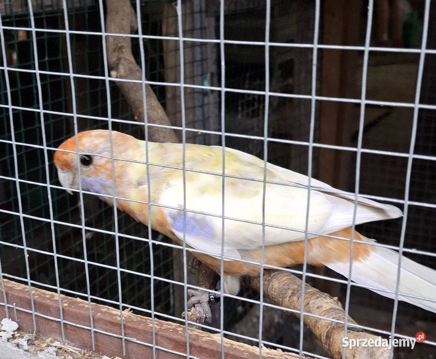 Samica rozella królewska Ptaki Chyżne