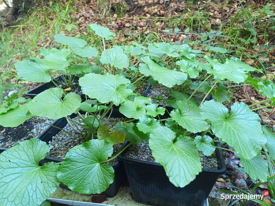 Wasabi Japonica duża sadząka Nowy Targ