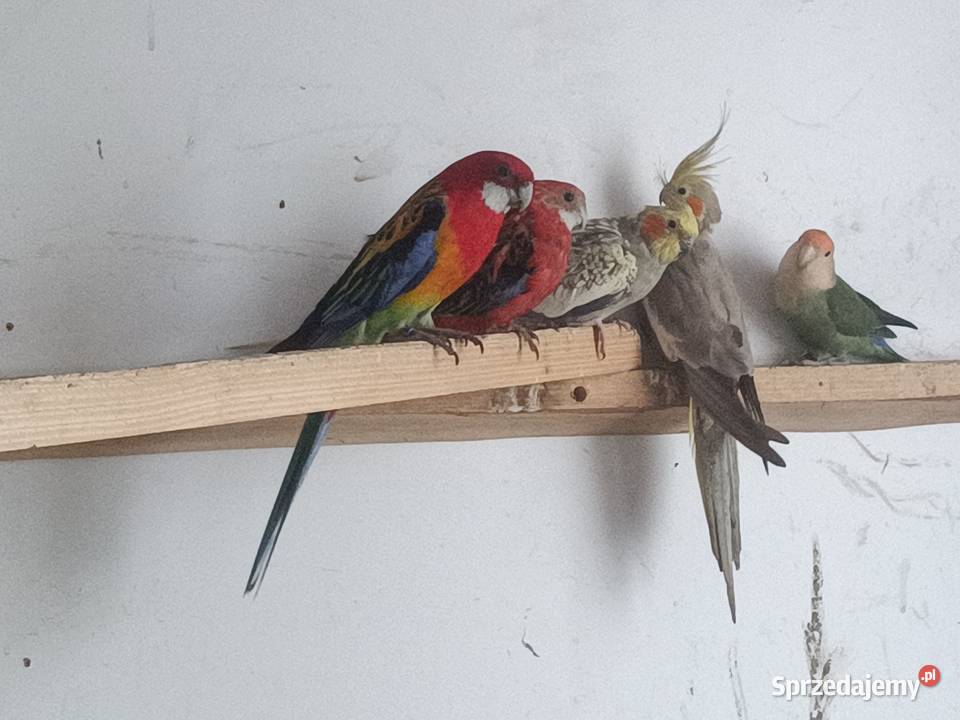 Papugi Ptaki Dębica sprzedam