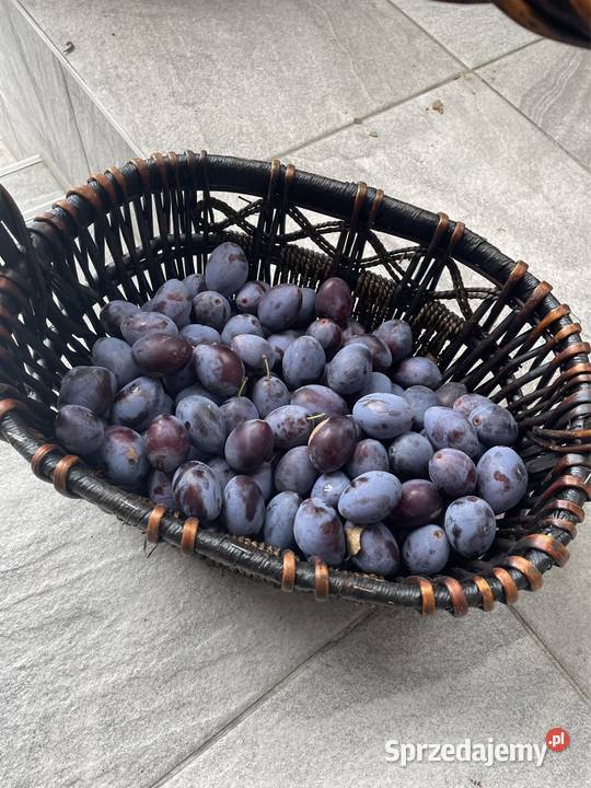 Śliwka węgierka Sędziszów