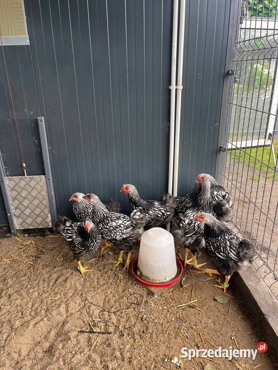 Koguty wielkopolskie