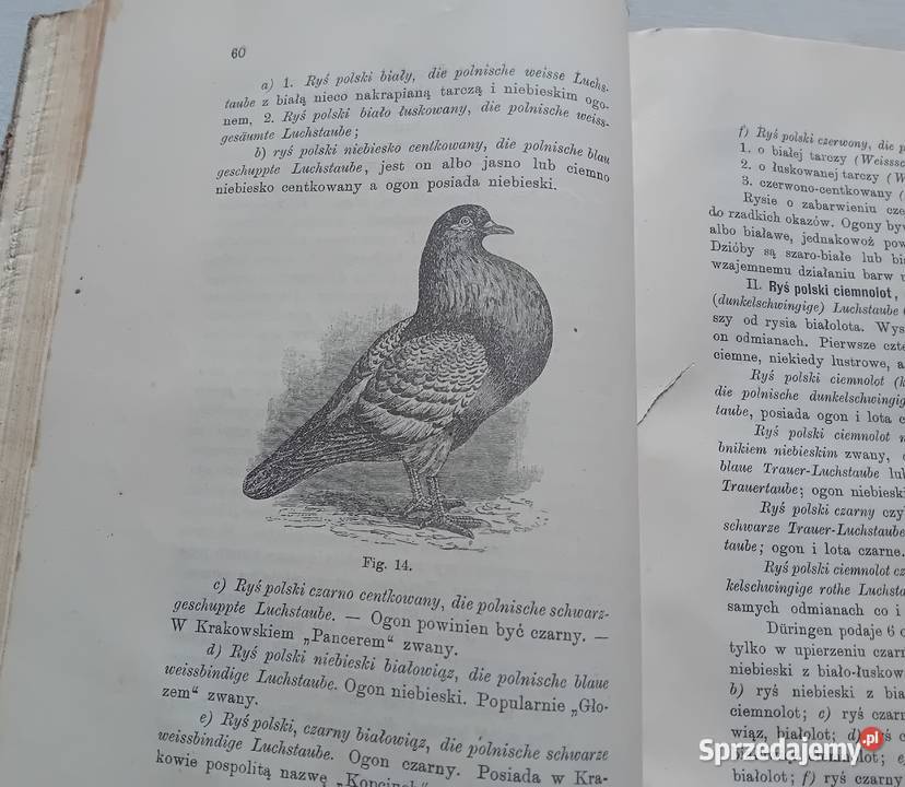 Eugeniusz Adolf Terlecki Chów gołębi Lwów 1907 r Koźminek