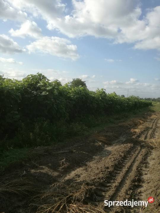 catalpa katalpa surmia nana szczepiona kula na sprzedam