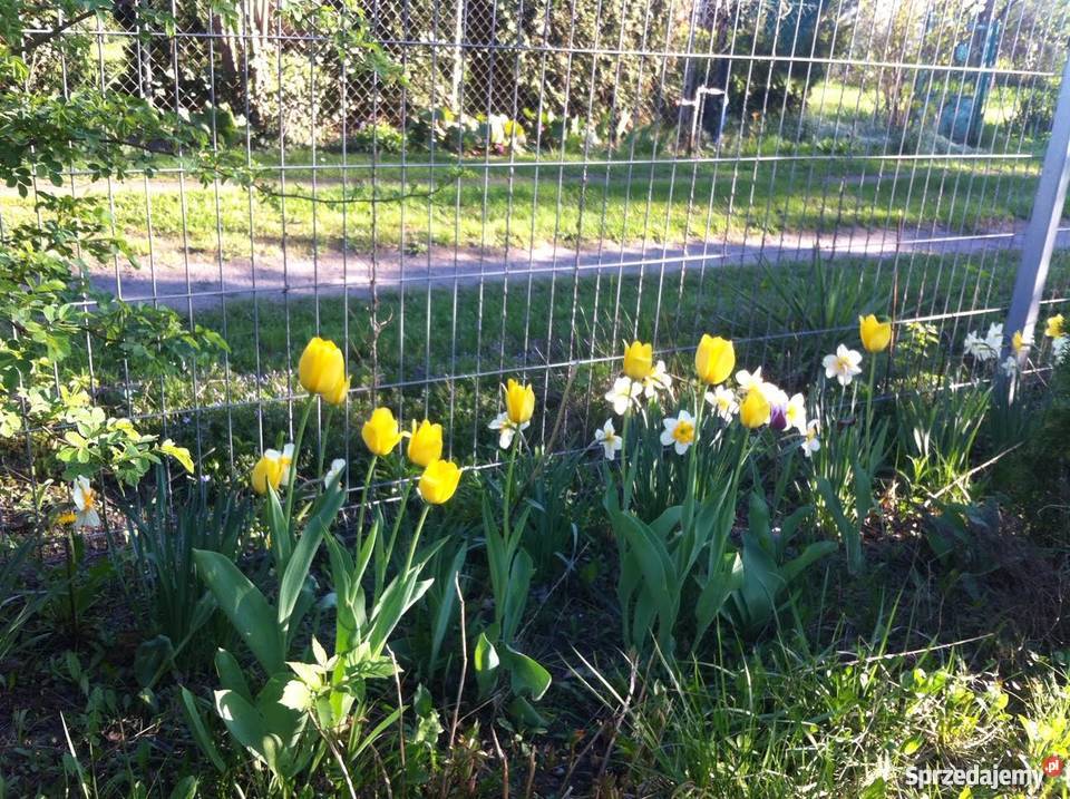 Działka ROD Imielińska 400 m wodą