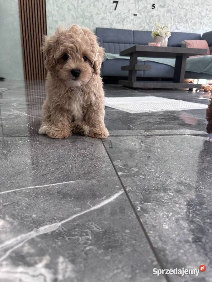 Maltipoo F1 już gotowe