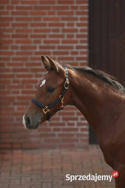 Obroża źrebiąt TopLine czarna 3224748 Kamionna