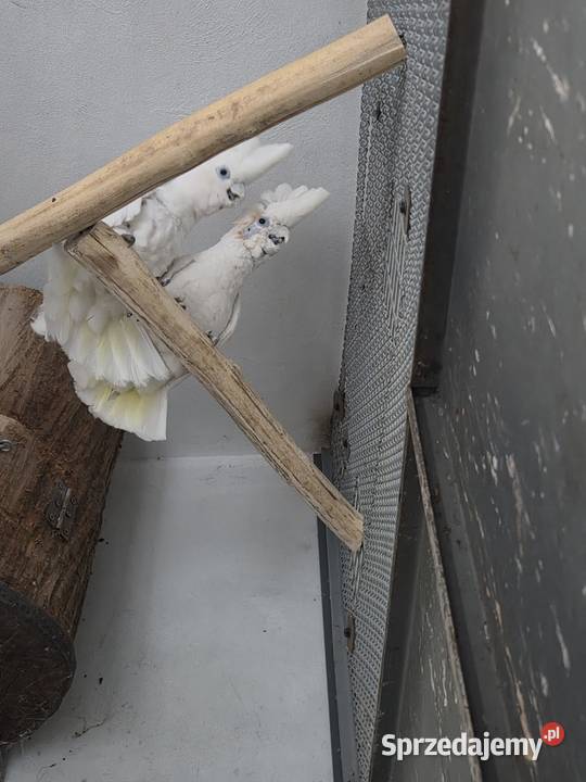 Dorosła para Kakadu Mała Salomońska łac Cacatua Rawicz