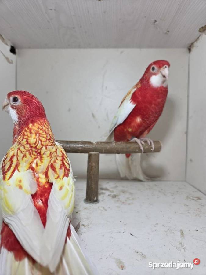 Rozella rubino para wielkopolskie Szymanowice