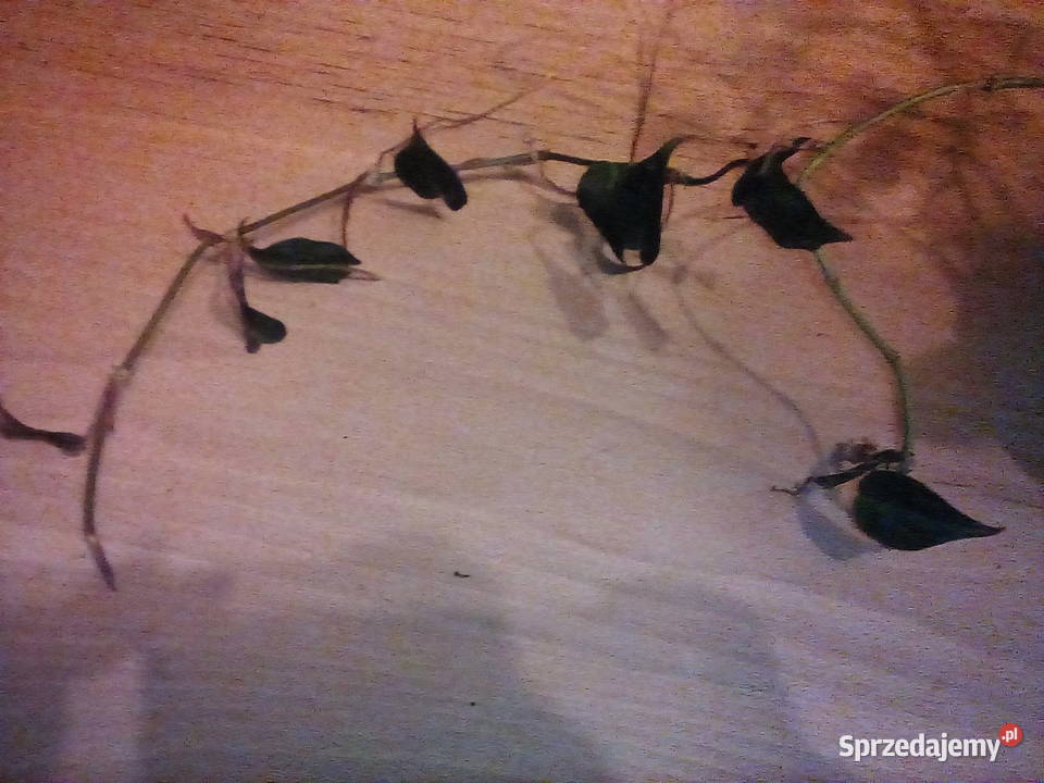 Filodendron Scandens Micans Philodendron to jest sprzedam