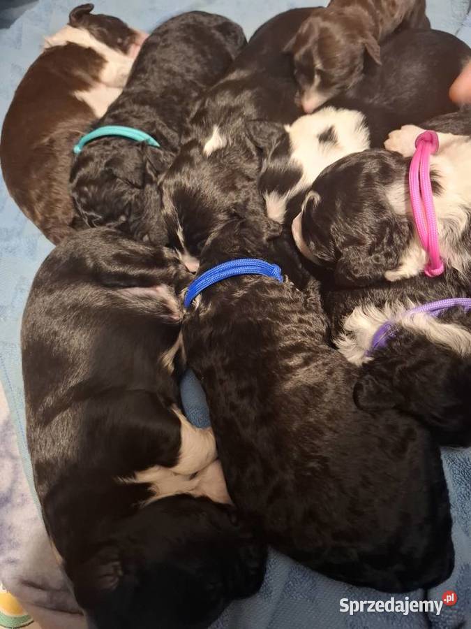 Portugalski pies dowodny szczenięta pieski kujawsko-pomorskie