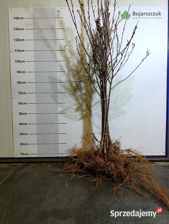 Sadzonki aronii PIENNEJ 90 ładne 2025 lubelskie