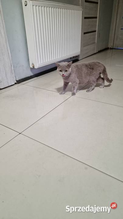 Kotka brytyjskiego Bydgoszcz