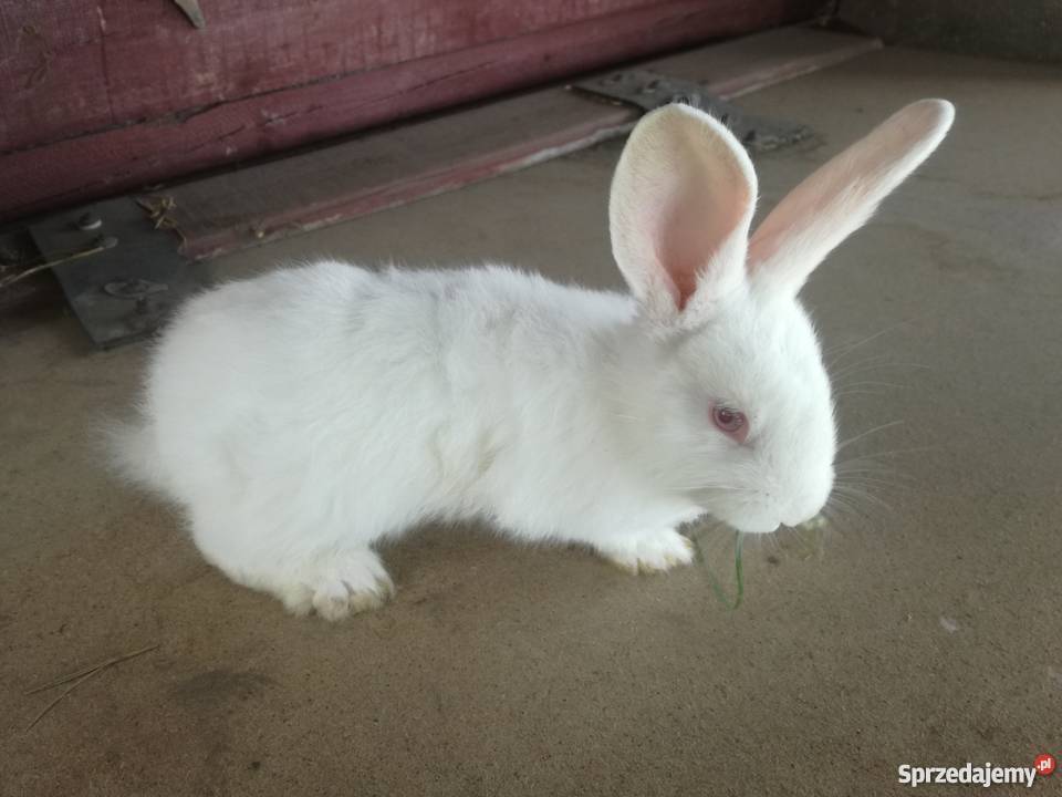 Sprzedam Młode Króliki Zwierzęta