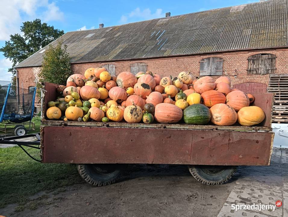 Dynia Halloweenozdobne na zupę czy przetwory