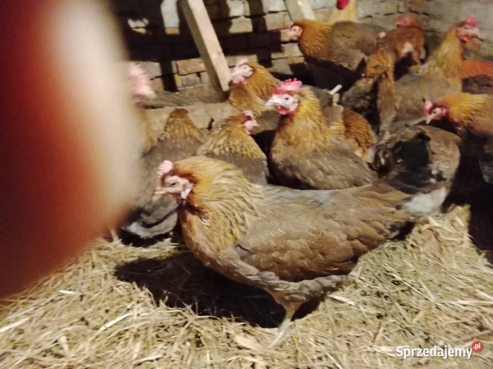 Zielononozki kury nioski Brzeźno