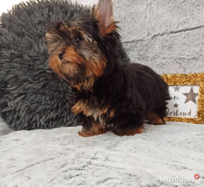 MEGA śliczny YORK Black and Tan do odbioru York Opole