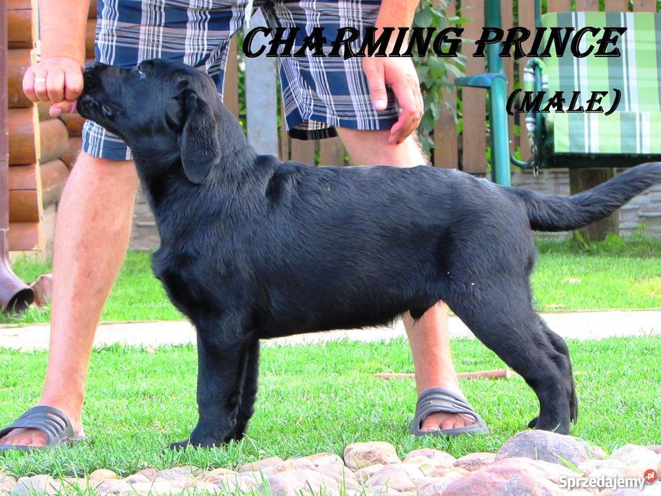 Sprzedawane szczenięta labrador rodzicówmistrzów Lublin sprzedam