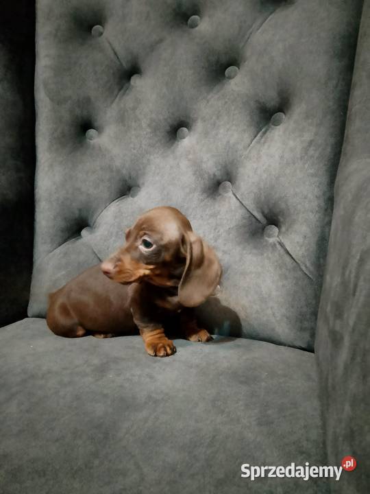 Jamnik czekoladowy piesek Żyrardów sprzedam