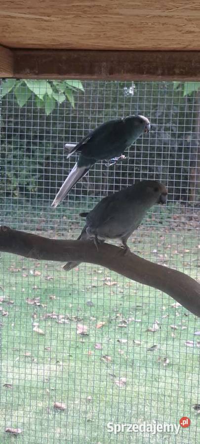 Modrolotki lubelskie Hrubieszów