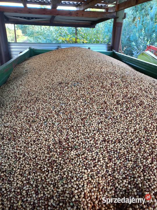 Soja Acardia Wał-Ruda