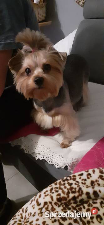 Pieski Szczeniaki Rasy York Shire Terrier Yorki zachodniopomorskie Trzebiatów