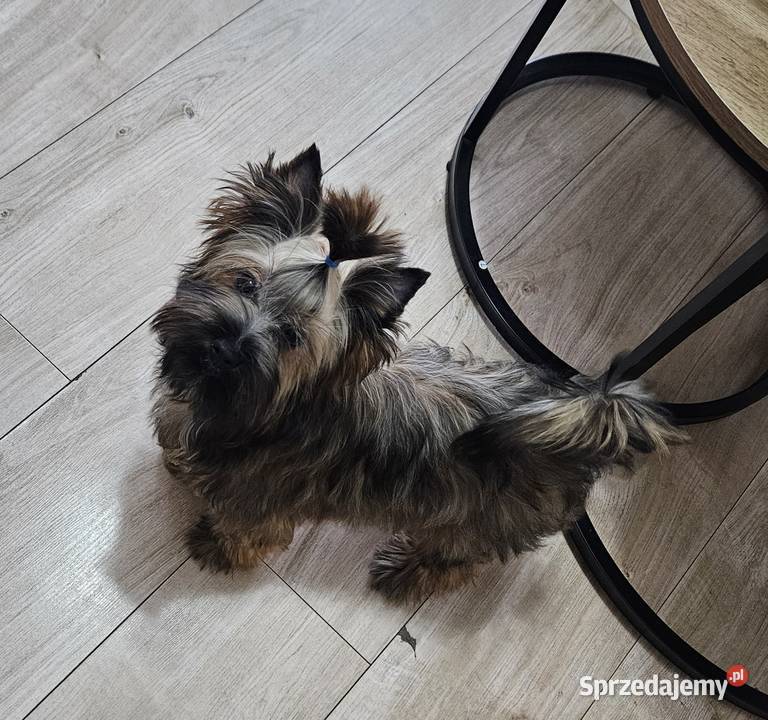 Piękny York Ocean Pearl zjawiskowy Unikatowy Wrocław