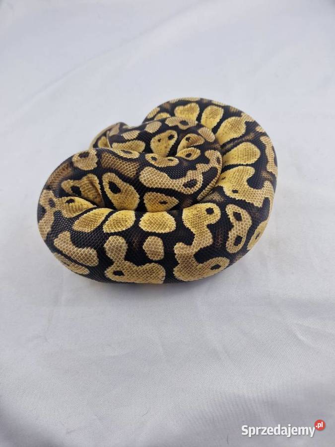 Pyton królewski python regius samica Wrocław