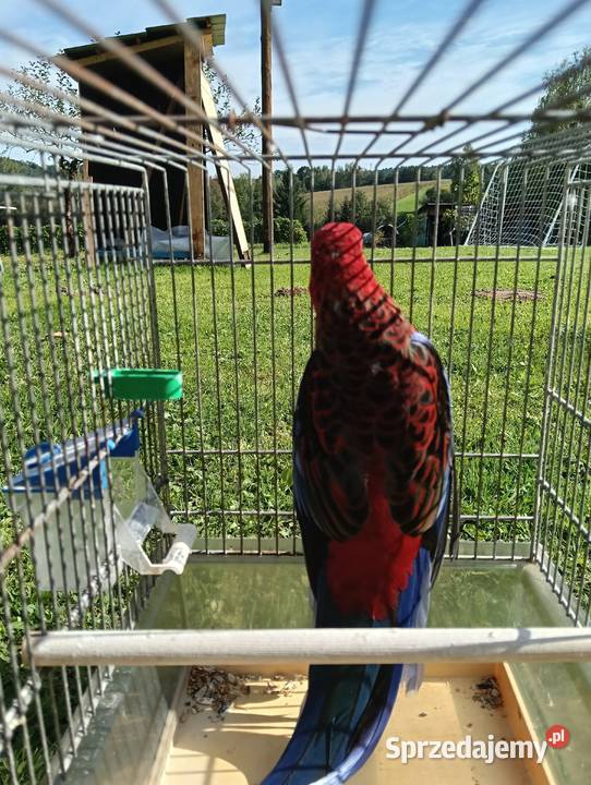 Rozelle królewskie Ptaki