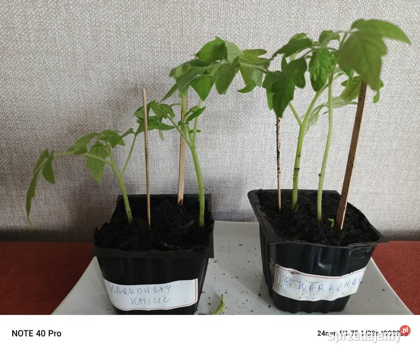 Sadzonka pomidora karłowatego Kmicic Łódź