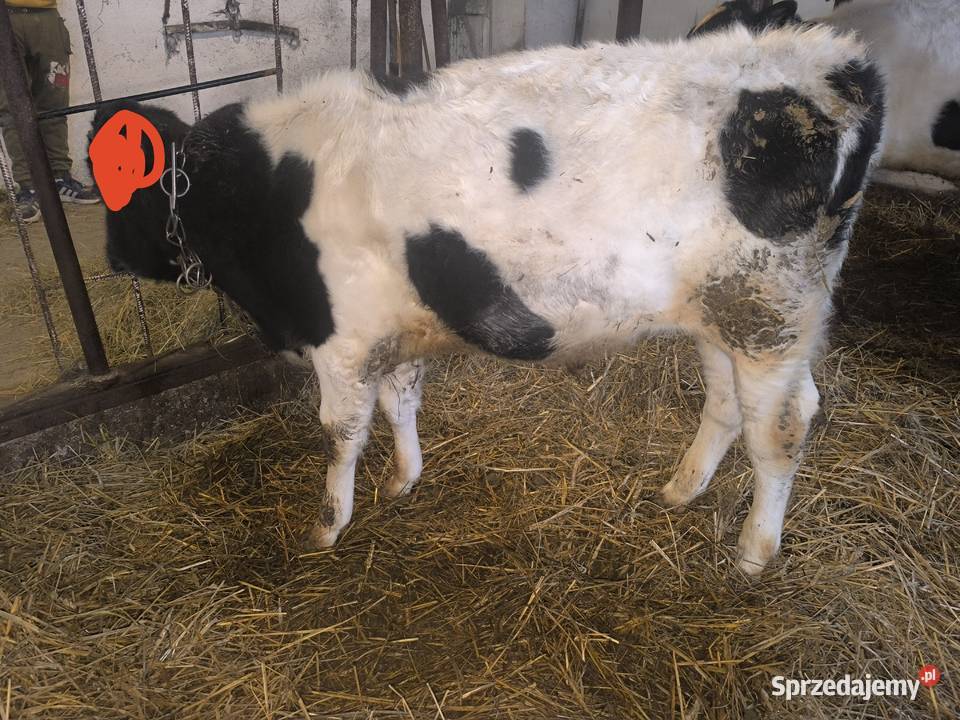 Sprzedam byczka 150