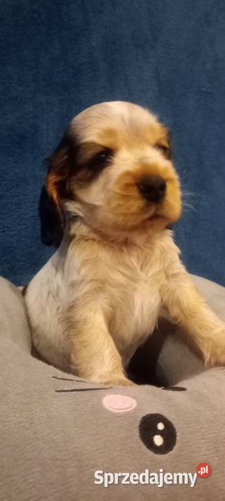 Cocker spaniel angielski Cocker Spaniel łódzkie Krzyżanów
