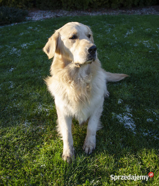 SUPER SZCZENIAKI GOLDEN RETRIEVER Psy Stary Broniszew sprzedam