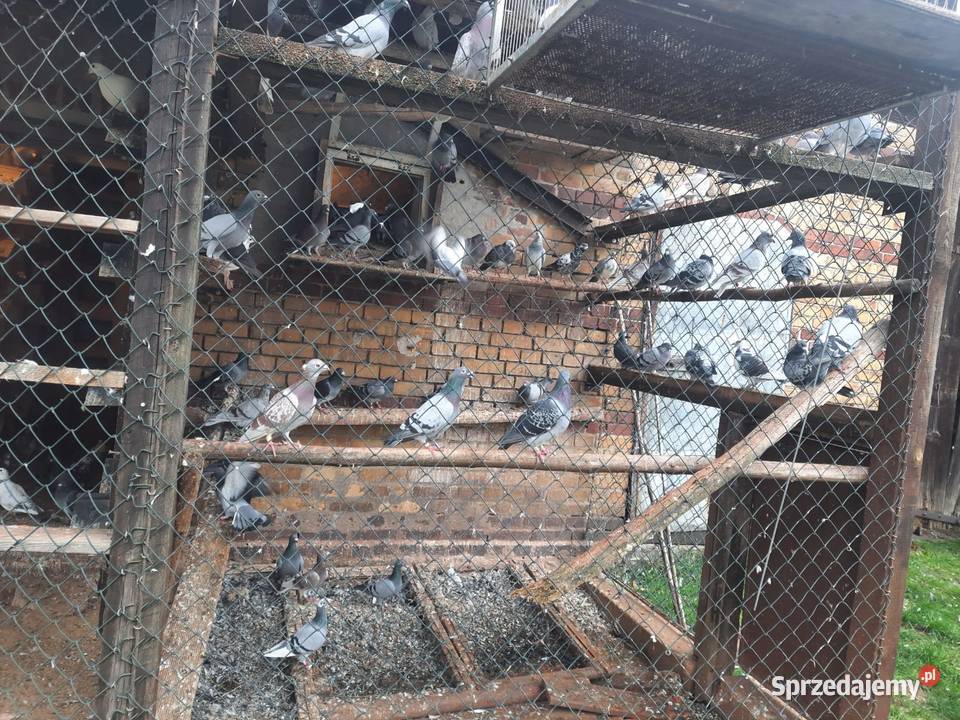 Sprzedam gołębielikwidacja hodowli Ptaki Starosiedle